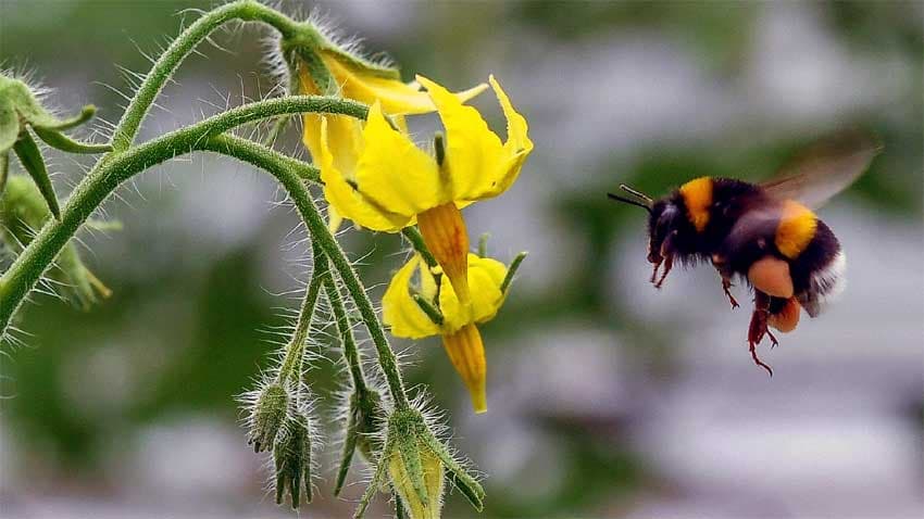 Bees can solve basic maths problems