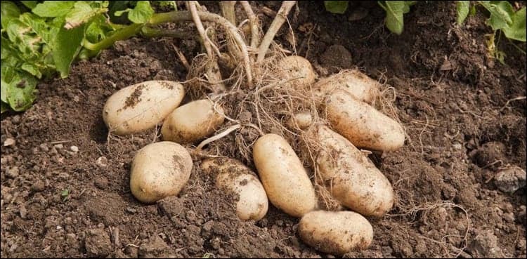 NA body expresses concern over low return to potato farmers
