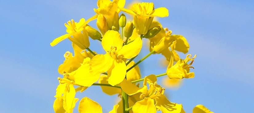 China slaps duties on Canadian canola