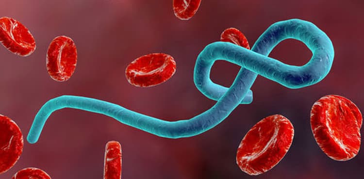 Antibody from Ebola survivor may lead to all-purpose vaccine against lethal disease