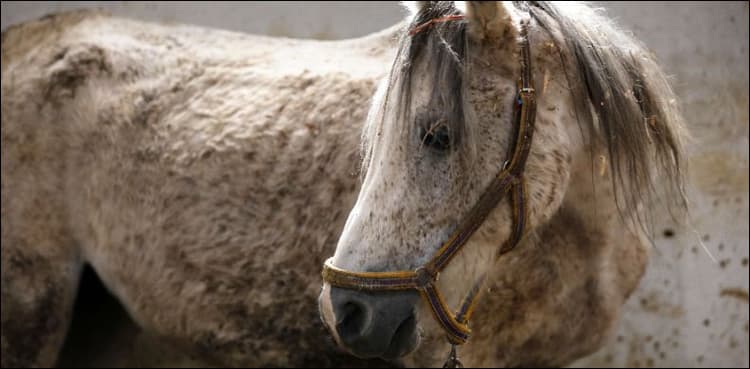 War horses: Syria's Arabian beauties plod way to recovery