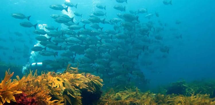 Ocean heatwaves devastate wildlife, worse to come