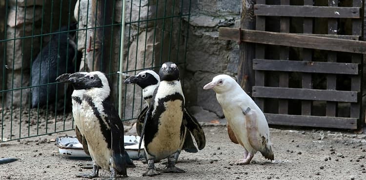 Rare albino penguin makes debut at zoo