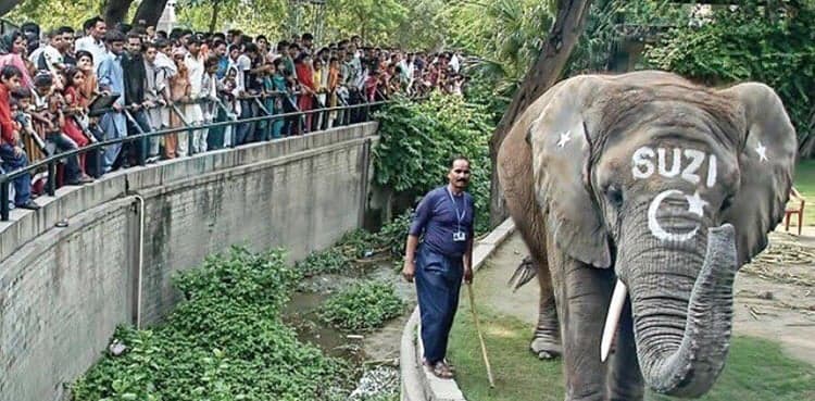 Citizen moves court against Lahore Zoo for not acquiring new elephant