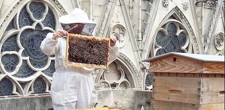 200,000 bees inhabiting Notre-Dame Cathedral miraculously survive fire