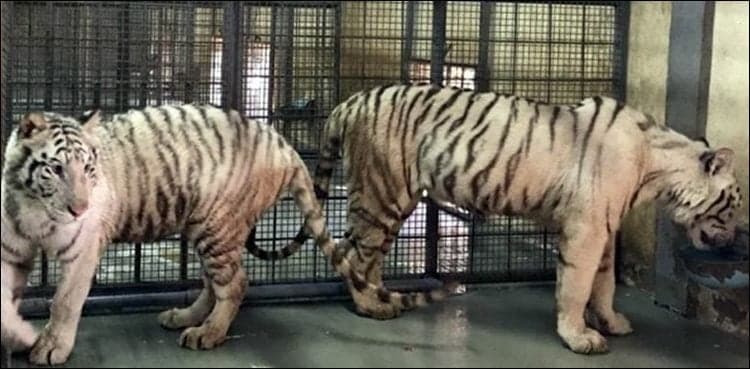 Lahore Zoo welcomes 18 lions, leopards gifted from Dubai