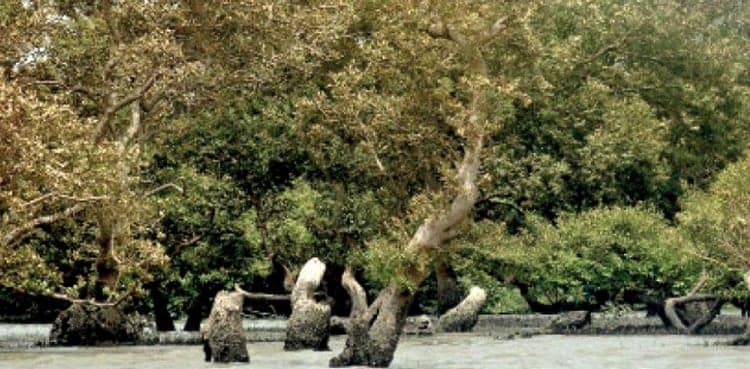 Police arrest two loggers involved in illegal cutting of mangrove trees