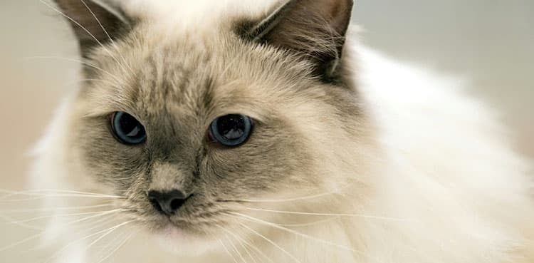 Cat contracts coronavirus in third case of human-to-animal transmission