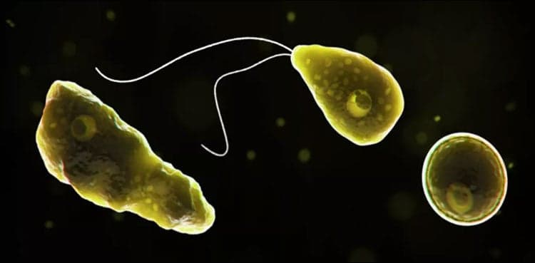 Patient dies of brain eating amoeba at Karachi's Jinnah Hospital