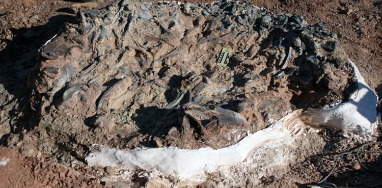220 million-year-old dinosaur fossils unearthed in Argentina