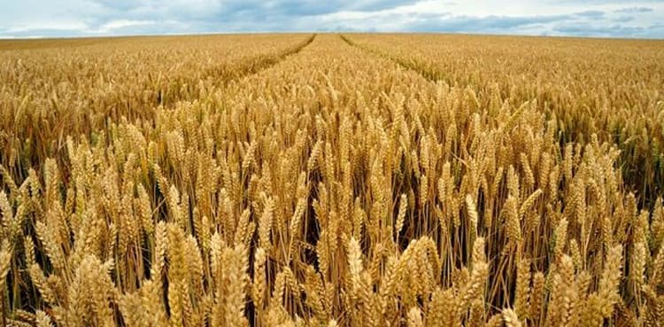 No wheat, flour shortage in country, says Food Security ministry
