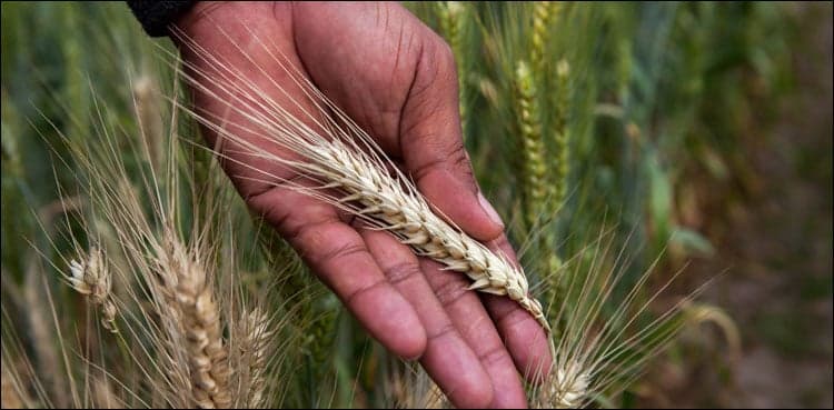Wheat worth Rs620mn sold illegally from Food Dept warehouses: ACE