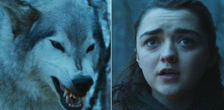Who's a Good Boy? Wolves, not dogs, apparently