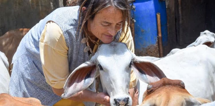 German with 1,800 cows allowed to stay in India