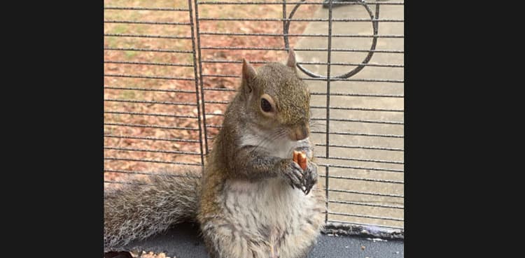 Squirrel found high on meth in police raid