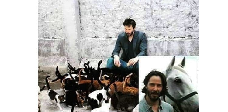 Fact Check: This photo does not show cats Keanu Reeves saved from euthanasia