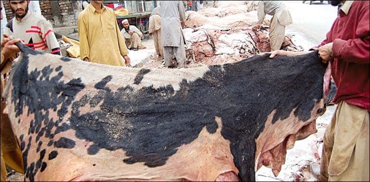 These three conditions mandatory to collect hides on Eidul Azha