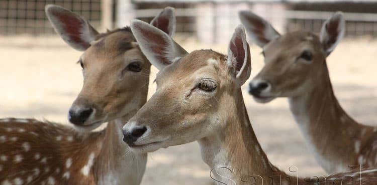 Deer gives birth to four fawns at Karachi zoo
