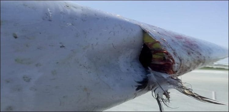 Bird hits PIA plane but aircraft lands safely