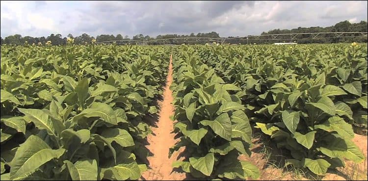 KP's tobacco fields shrink to half in four years