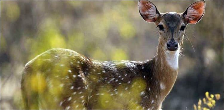 Umerkot: Rangers foil bid to smuggle deer