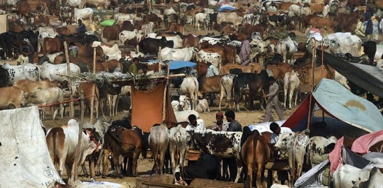 NCOC decides to take action against illegal cattle markets