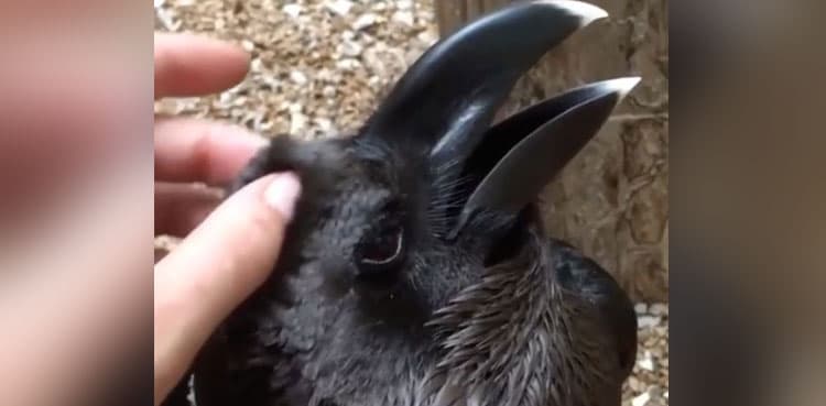 Is this a crow or a rabbit?: Viral video baffles netizens