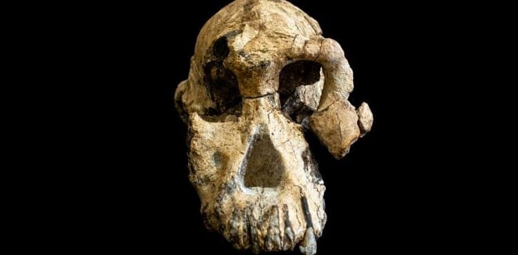 Skull find in Ethiopia yields new clues on how humans evolved