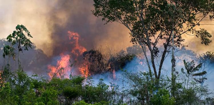 Deforestation of Brazilian Amazon hits record in April