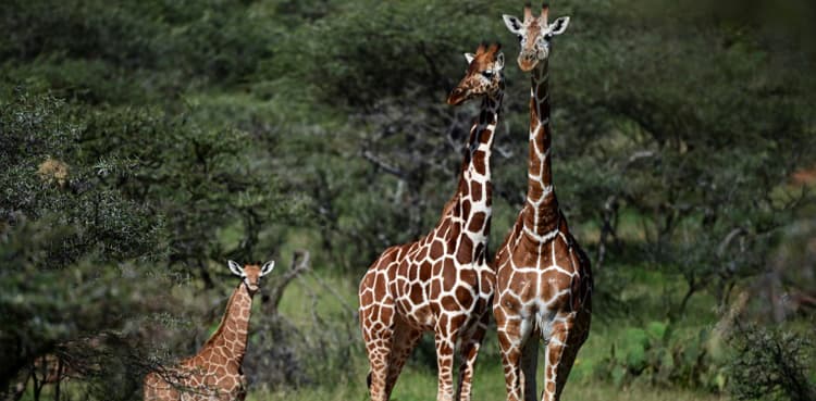 Gentle giraffes threatened with 'silent extinction'