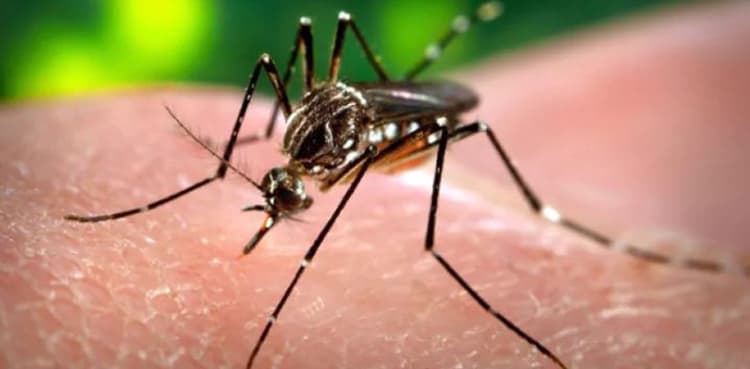 Pakistan to train Africa to deal with mosquito identification