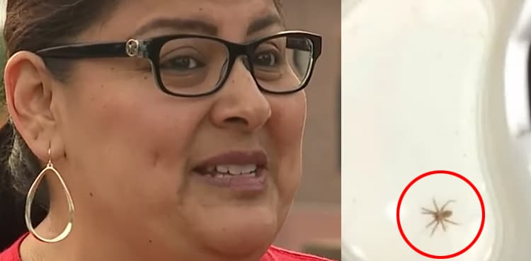 Woman escapes serious injury as venomous spider crawls into her ear