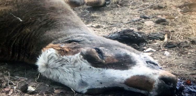 Plague like situation in Karachi, hundreds of livestock dead due to abhorrent cleanliness situation