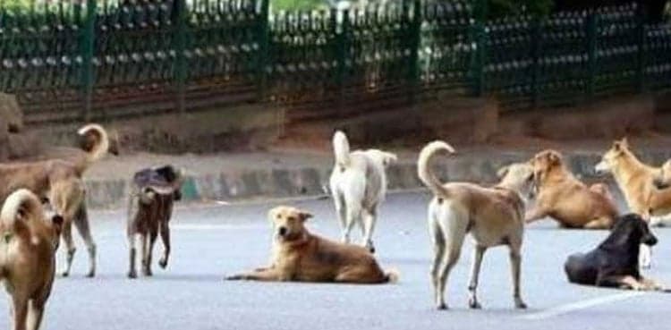 SHC directs Govt to ensure availability of anti-rabies vaccine