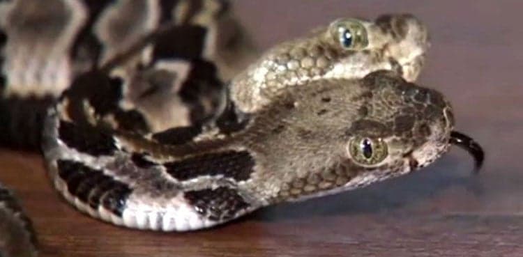 Two-headed rattlesnake found in New Jersey