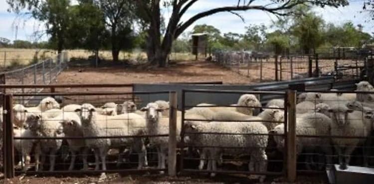 New Zealand to price sheep and cow burps to cut greenhouse gases