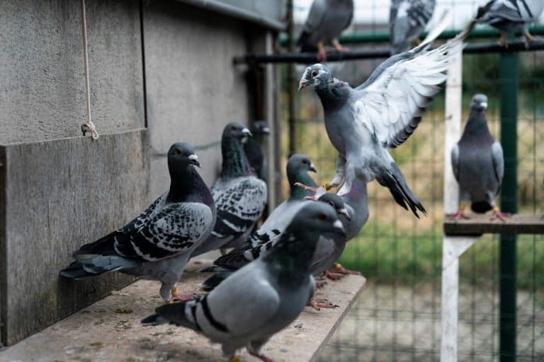 Pigeon 'thief' arrested after LHC dismisses bail