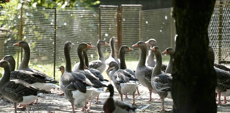 Two arrested as wildlife staff foils pelicans smuggling bid