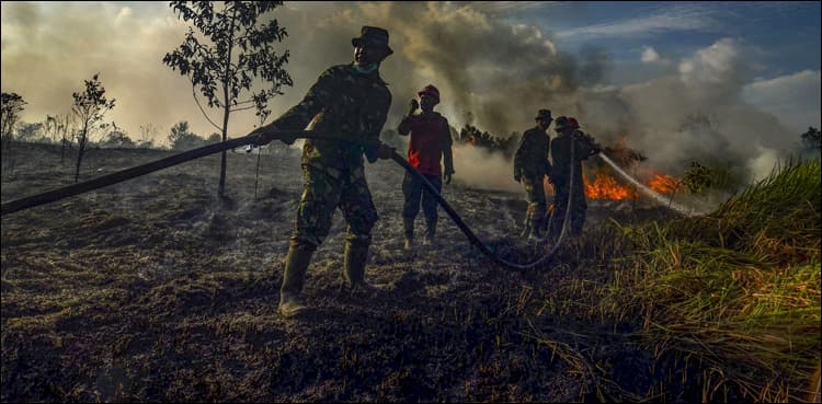 Things to know about palm oil and Indonesia's raging forest fires