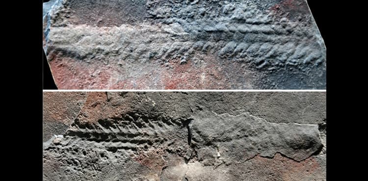 'Long before dinosaurs': Fossils shed light on early animal movement