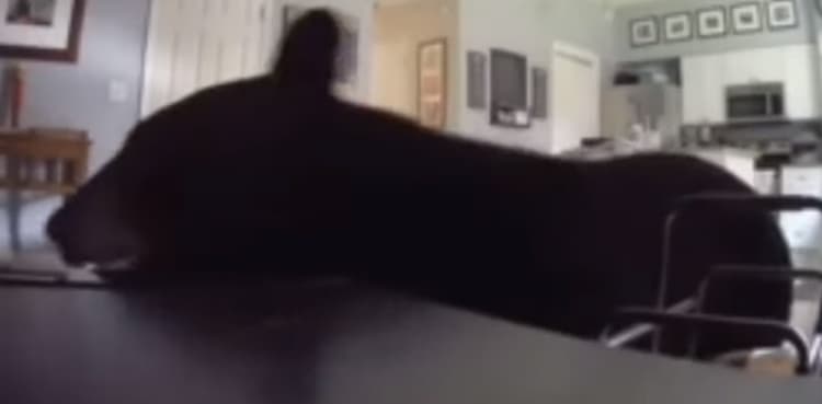Caught on camera: Bear enters into house through sliding glass door