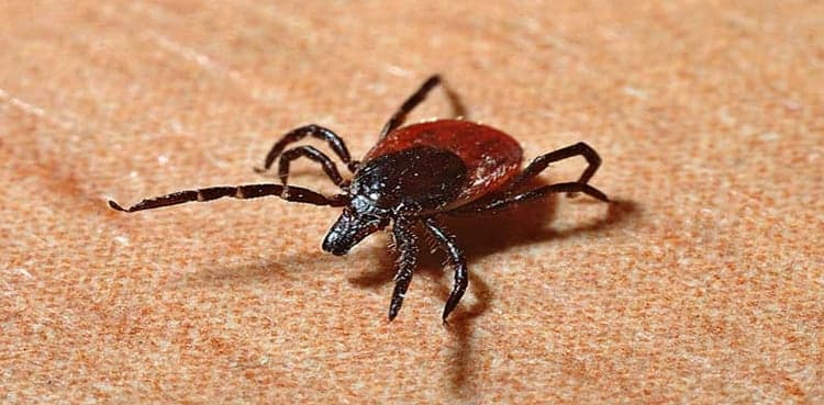 Four suspected Congo Virus patients admitted in Quetta hospital
