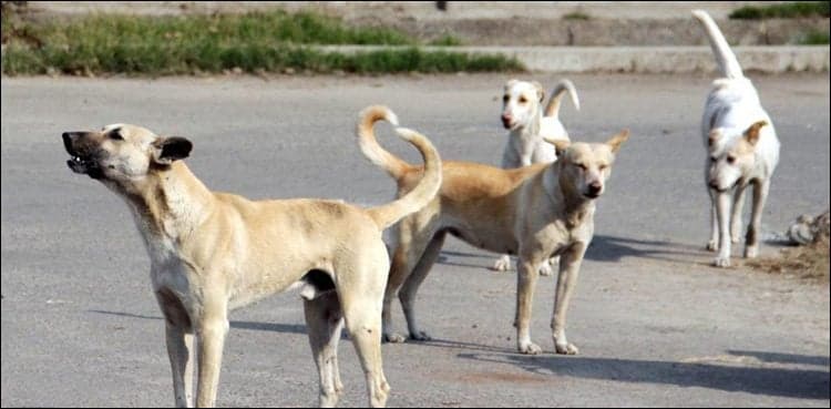 Stray dogs attack another girl in Karachi