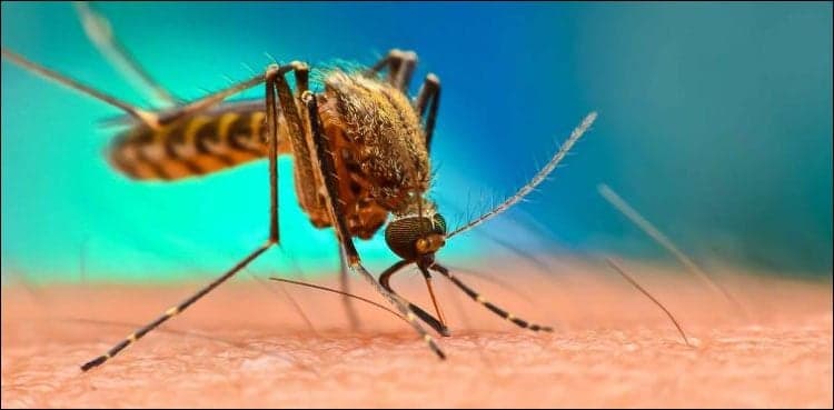 Two more succumb to dengue fever in Karachi, death toll soars to 42 in Sindh