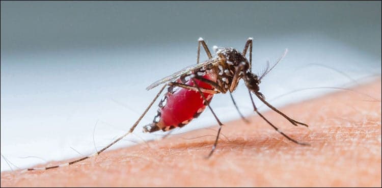 Islamabad continues to report spike in dengue cases
