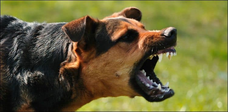 Minor boy injured in Pano Aqil dog-bite incident