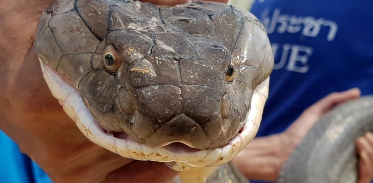 WATCH: 13-foot king cobra pulled from sewer