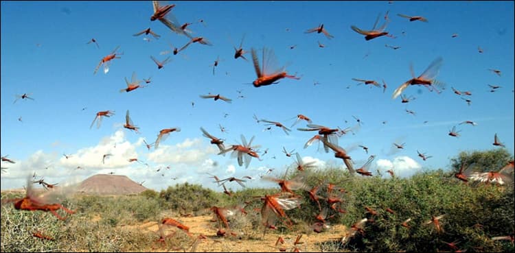 Airplane sprays pesticides, insecticides to tackle locusts in Sindh