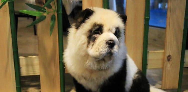 Cafe dyes pups to look like pandas
