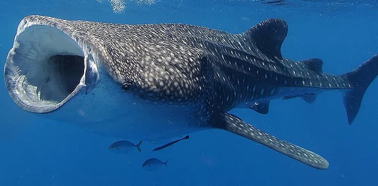 New species found in whale shark mouth